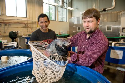 A professor holding a net above tanks inspects a fish