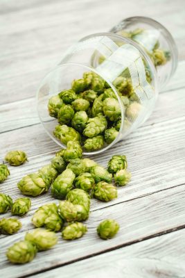 Hops on a table