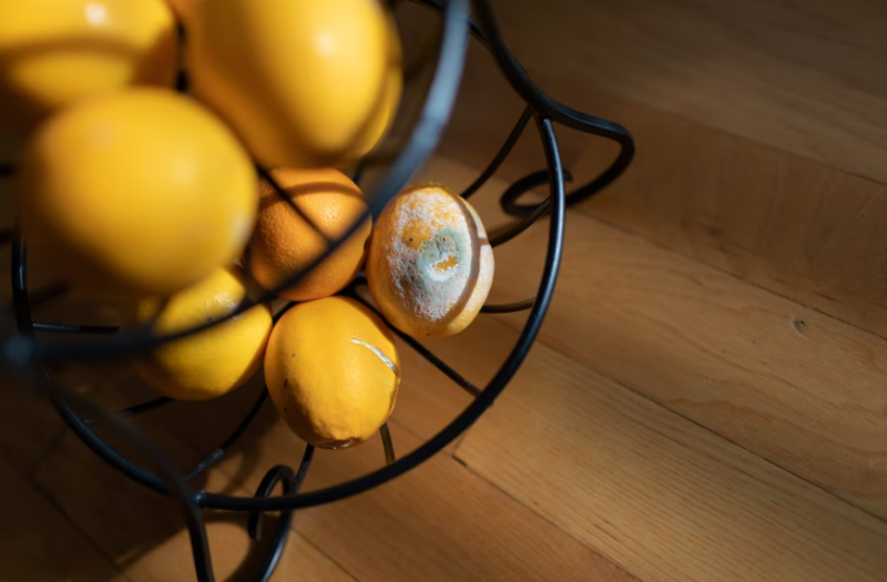 Moldy lemons in a basket